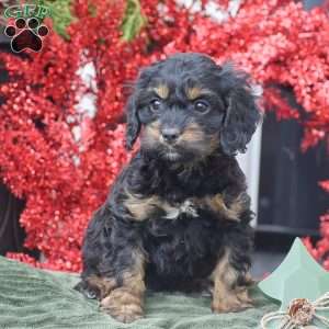 Mikayla, Cockapoo Puppy
