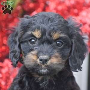 Mikayla, Cockapoo Puppy