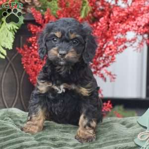 Mikayla, Cockapoo Puppy