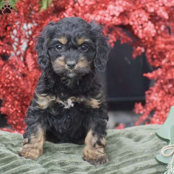 Mikayla, Cockapoo Puppy