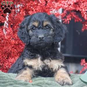 Matt, Cockapoo Puppy