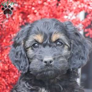 Matt, Cockapoo Puppy