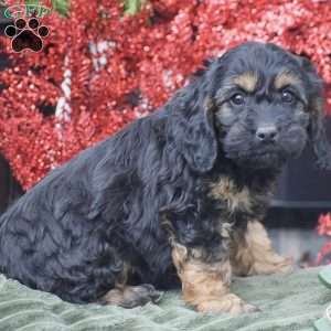 Matt, Cockapoo Puppy