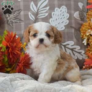Kaylee, Cavapoo Puppy