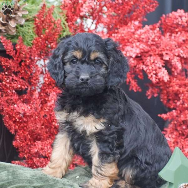 Matt, Cockapoo Puppy