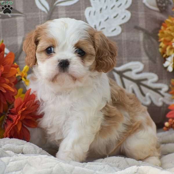 Kaylee, Cavapoo Puppy