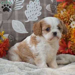 Kaylee, Cavapoo Puppy