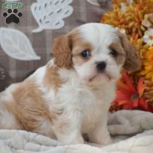 Kaylee, Cavapoo Puppy