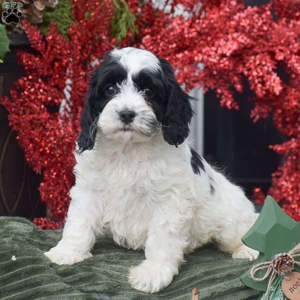 Myrn, Cockapoo Puppy