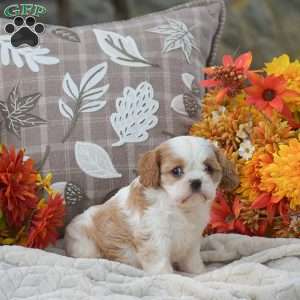 Kaylee, Cavapoo Puppy