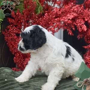 Myrn, Cockapoo Puppy