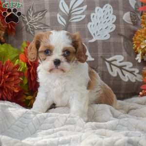 Katrina, Cavapoo Puppy