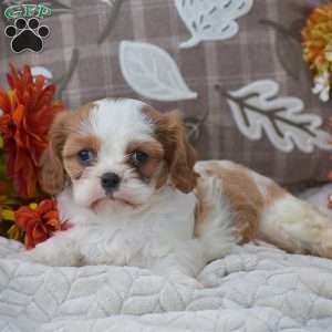 Katrina, Cavapoo Puppy