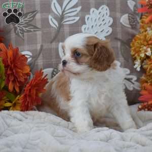Katrina, Cavapoo Puppy