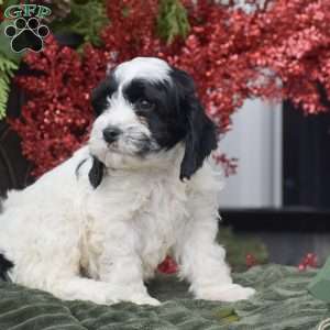Myrn, Cockapoo Puppy