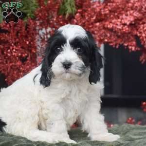 Myrn, Cockapoo Puppy