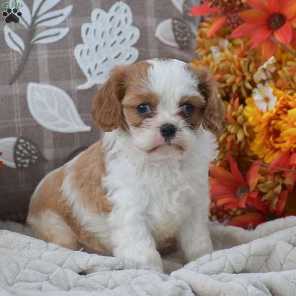Katrina, Cavapoo Puppy