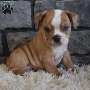 Bonnie, Beabull Puppy