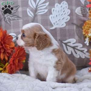 Kalvin, Cavapoo Puppy