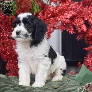 Madeline, Cockapoo Puppy