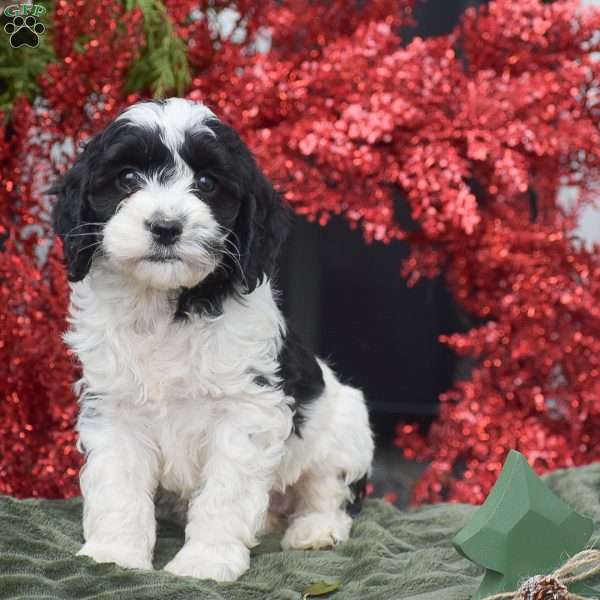 Madeline, Cockapoo Puppy