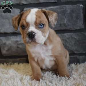 Bonnie, Beabull Puppy