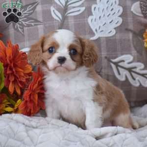 Kalvin, Cavapoo Puppy