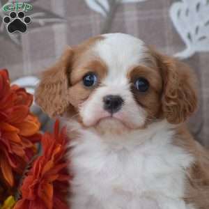 Kalvin, Cavapoo Puppy