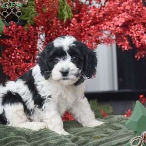 Madeline, Cockapoo Puppy