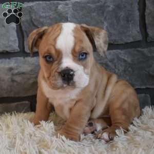 Bonnie, Beabull Puppy