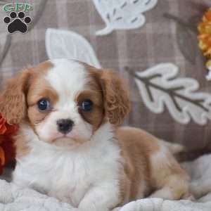 Kalvin, Cavapoo Puppy