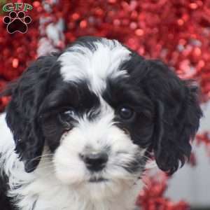 Madeline, Cockapoo Puppy