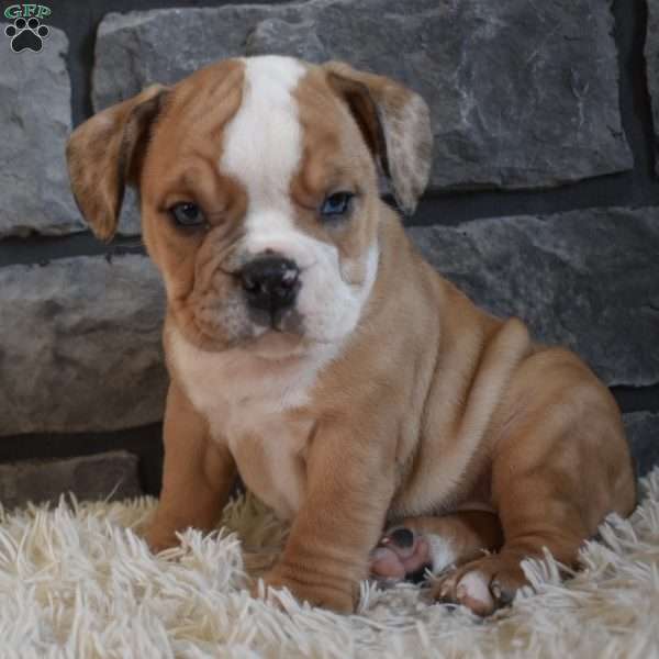 Bonnie, Beabull Puppy