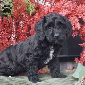 Marie, Cockapoo Puppy