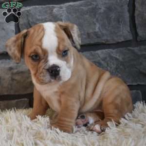 Bonnie, Beabull Puppy