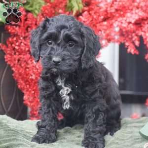 Marie, Cockapoo Puppy