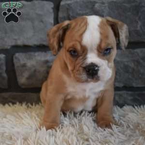 Bonnie, Beabull Puppy