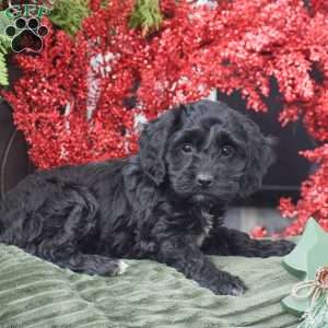 Marie, Cockapoo Puppy