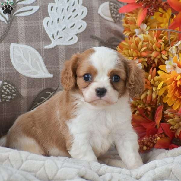Kalvin, Cavapoo Puppy