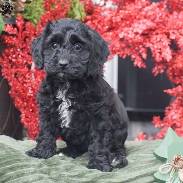 Marie, Cockapoo Puppy