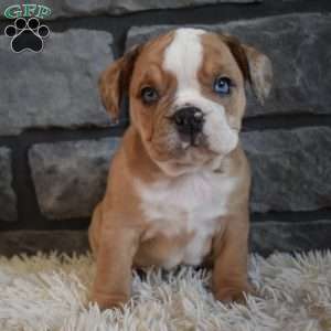 Bonnie, Beabull Puppy