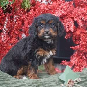Marla, Cockapoo Puppy