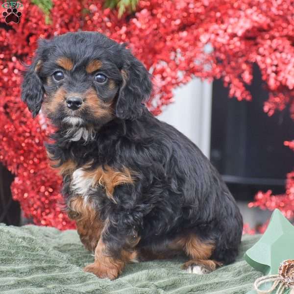 Marla, Cockapoo Puppy