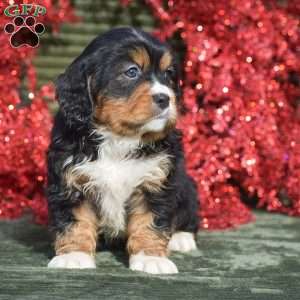Felicity, Miniature Bernese Mountain Dog Puppy