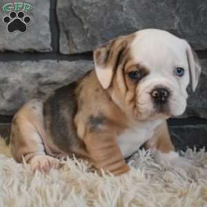 Bubba, Beabull Puppy