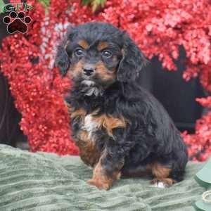 Marla, Cockapoo Puppy