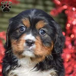 Felicity, Miniature Bernese Mountain Dog Puppy