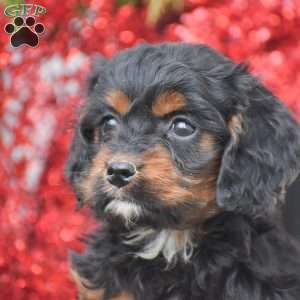 Marla, Cockapoo Puppy