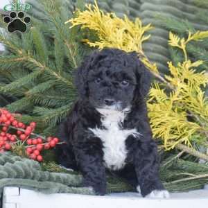 Nike, Miniature Poodle Puppy