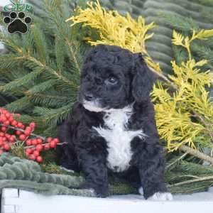 Nike, Miniature Poodle Puppy